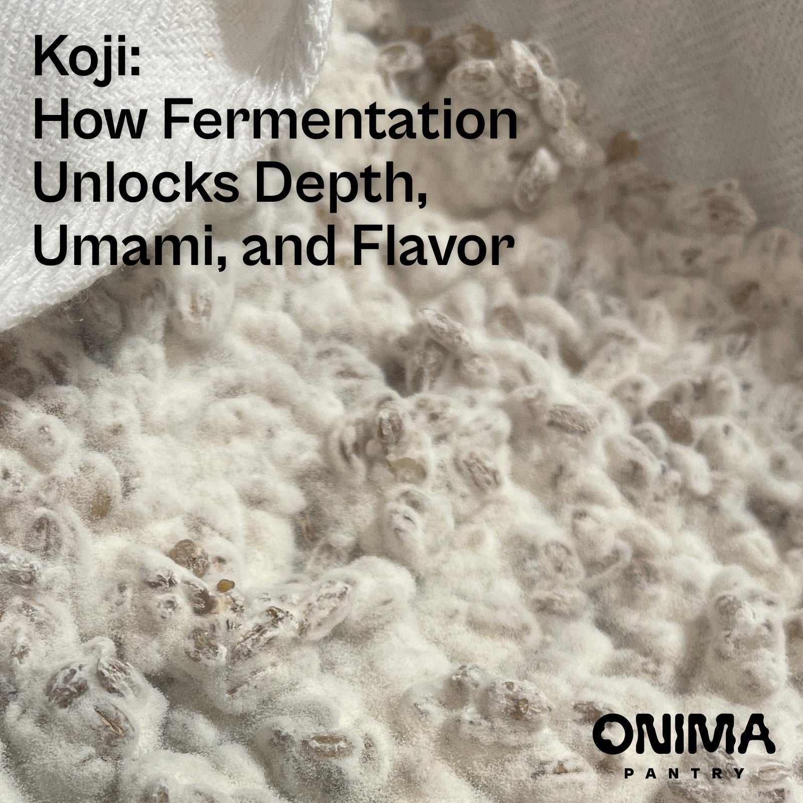 koji mold growing on grains of white rice