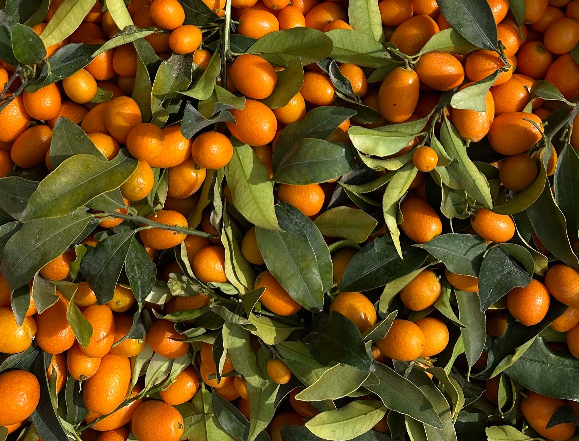 box full of kumquats harvest freshly from the trees of the citrus farm