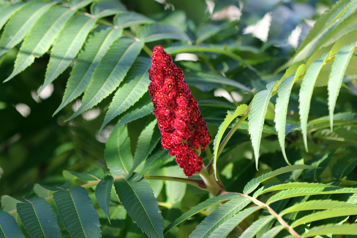 Cajun Sumac
