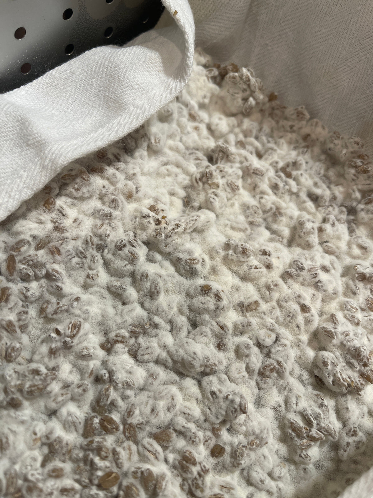 Habanero Koji